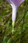 Saltmarsh morning-glory